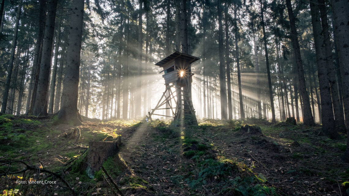 Mystisches Walderlebnis in Bad Iburg