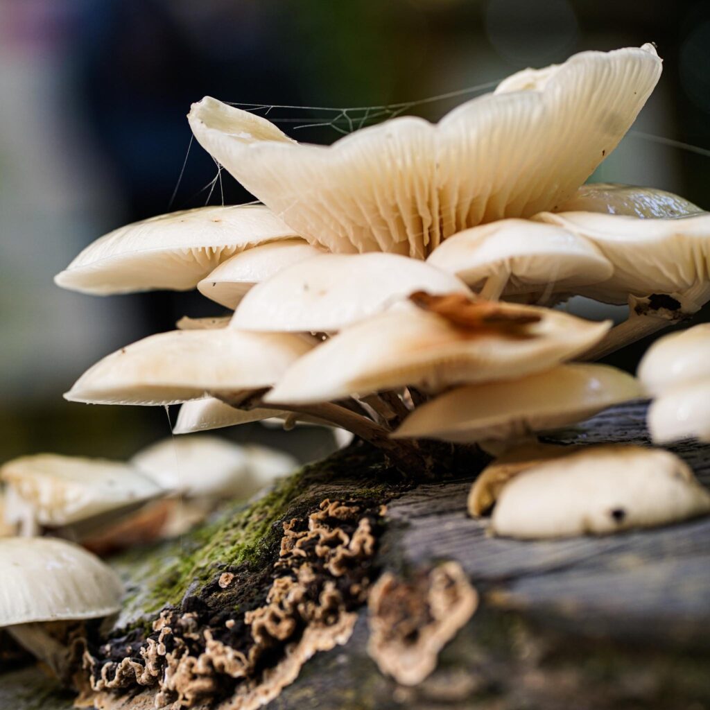 Herbstimpressionen - Bild 1
