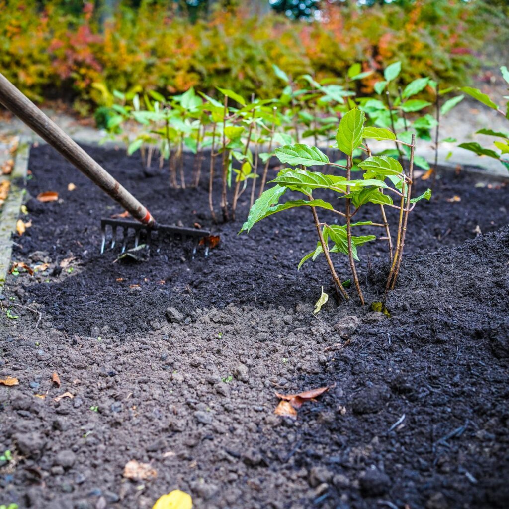 Hortensienpflanzung auf dem LaGa-Gelände