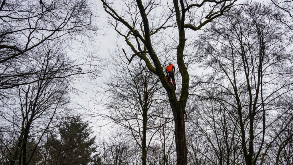 Baumkletterer Im Waldkurpark