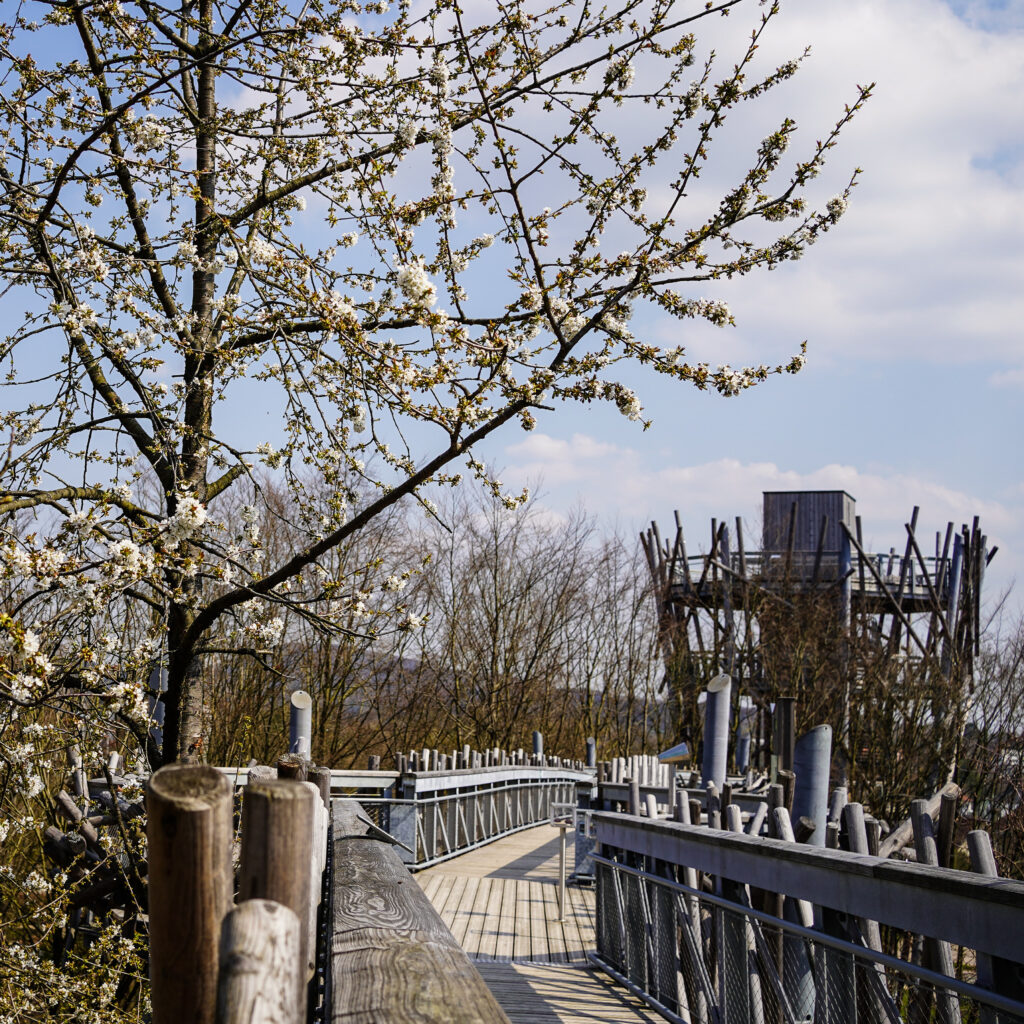 Die Vogelkirsche mit Blick auf den Aussichtsturm